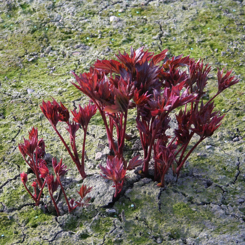 White Emperor | Warmerdam Paeonia